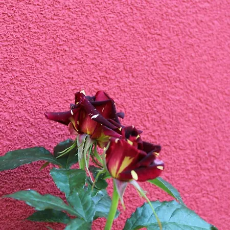 Bordo Guest house Obzor