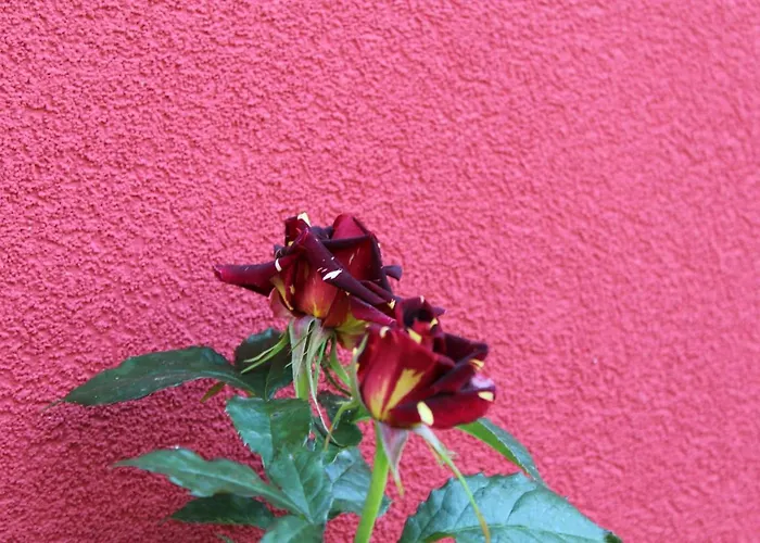 Bordo Guest house Obzor